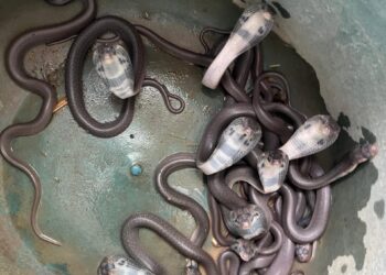 अबब! नगरदेवळ्यात आढळली नागीण अन् सोळा पिल्ले