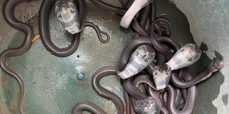 अबब! नगरदेवळ्यात आढळली नागीण अन् सोळा पिल्ले