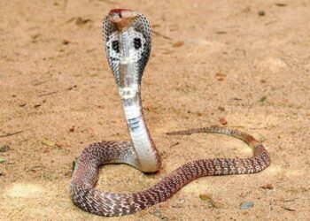 मित्राच्या वाढदिवशी कुणी साप गिफ्ट देतं का? सर्पदंश झाल्याने बर्थडेबॉयचा दुर्दैवी मृत्यू!