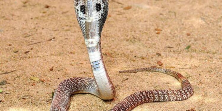 मित्राच्या वाढदिवशी कुणी साप गिफ्ट देतं का? सर्पदंश झाल्याने बर्थडेबॉयचा दुर्दैवी मृत्यू!