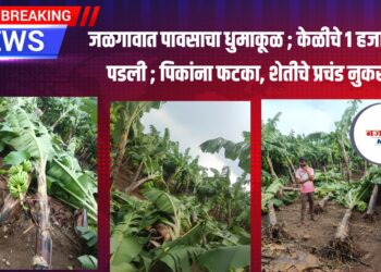 ब्रेकिंग जळगावात पावसाचा धुमाकूळ ; केळीचे १ हजार झाडे पडली ; पिकांना फटका, शेतीचे प्रचंड नुकसान