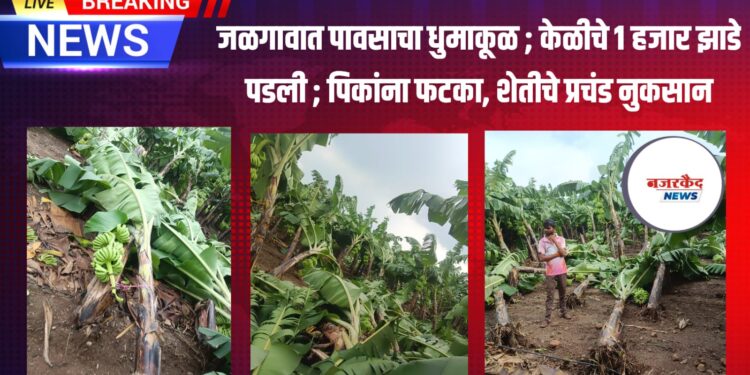 ब्रेकिंग जळगावात पावसाचा धुमाकूळ ; केळीचे १ हजार झाडे पडली ; पिकांना फटका, शेतीचे प्रचंड नुकसान