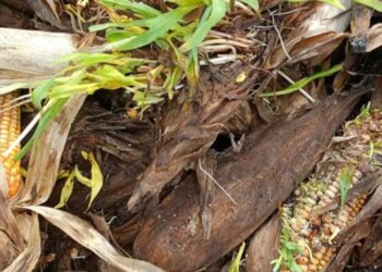 लोहारा परिसरात झालेल्या पीक नुकसानीचे सरसकट पंचनामे करून ओला दुष्काळ जाहीर करा!