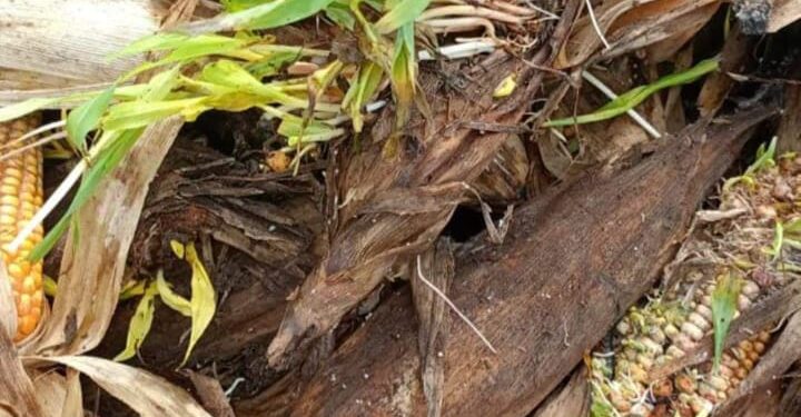 लोहारा परिसरात झालेल्या पीक नुकसानीचे सरसकट पंचनामे करून ओला दुष्काळ जाहीर करा!