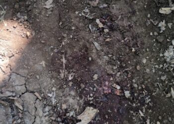 बिबट्याच्या हल्ल्यात ७ वर्षीय मुलाचा मृत्यू,  पालकमंत्र्यांकडून दुःख व्यक्त; वन विभागाला तातडीने कार्यवाही करण्याचे आदेश