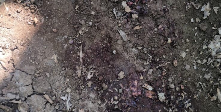 बिबट्याच्या हल्ल्यात ७ वर्षीय मुलाचा मृत्यू,  पालकमंत्र्यांकडून दुःख व्यक्त; वन विभागाला तातडीने कार्यवाही करण्याचे आदेश