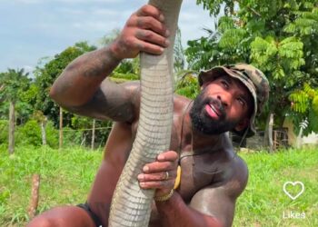 कोब्रा हातात उचलणाऱ्या व्यक्तीचा व्हिडिओ सोशल मीडियावर व्हायरल!