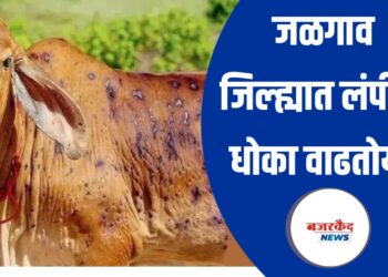 जळगाव जिल्ह्यात लंपीचा धोका वाढतोय