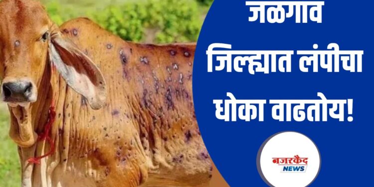 जळगाव जिल्ह्यात लंपीचा धोका वाढतोय