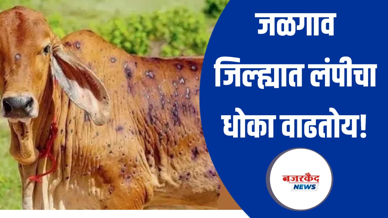 जळगाव जिल्ह्यात लंपीचा धोका वाढतोय