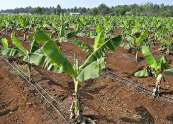 Micro Irrigation Scheme for SC ST Farmers