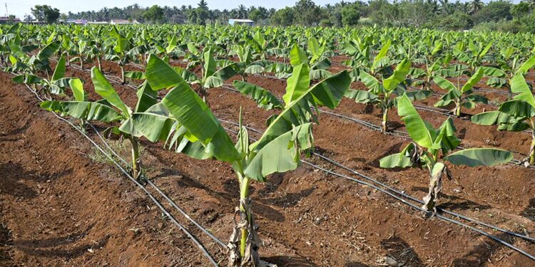 Micro Irrigation Scheme for SC ST Farmers