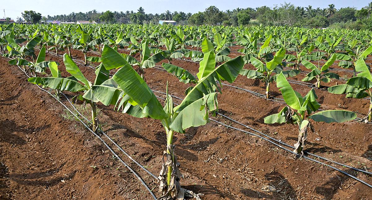 Micro Irrigation Scheme for SC ST Farmers