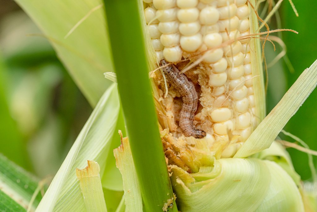 Fall Armyworm Attack