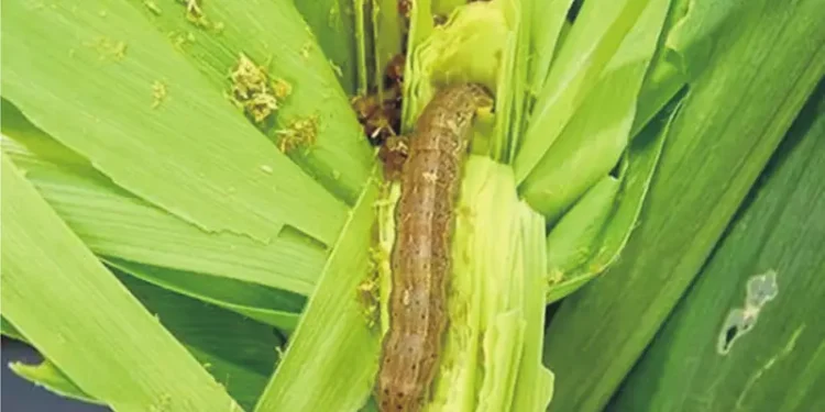Fall Armyworm