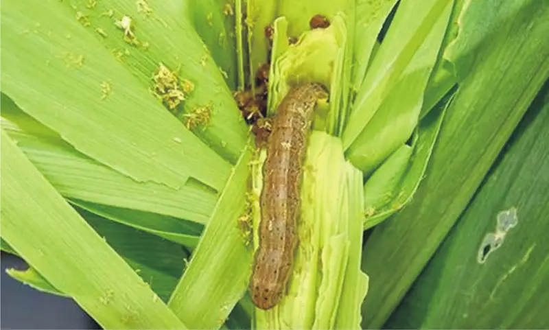 Fall Armyworm