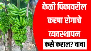 केळी पिकावरील करपा रोगाचे व्यवस्थापन कसे कराल ? एकदा वाचा...