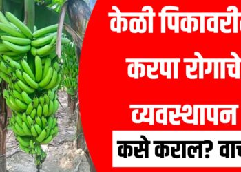 केळी पिकावरील करपा रोगाचे व्यवस्थापन कसे कराल ? एकदा वाचा...