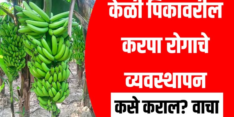 केळी पिकावरील करपा रोगाचे व्यवस्थापन कसे कराल ? एकदा वाचा...