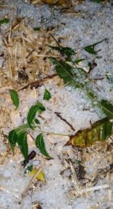 Weather News: महाराष्ट्रात पावसाचा कहर, गारपीट...शेतकरी आणि नागरिक हवालदिल