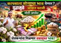 कापसाला सोन्याचा भाव येणार? युद्धामुळे आयात घटली, मोठी अपडेट