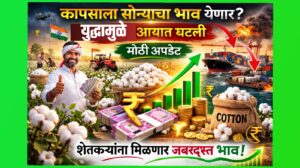 कापसाला सोन्याचा भाव येणार? युद्धामुळे आयात घटली, मोठी अपडेट