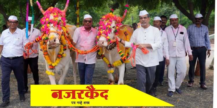 जैन हिल्सवर रंगला पारंपरिक पोळा सणाचा जल्लोष…